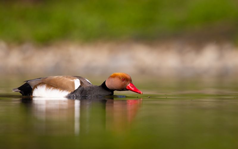 Southern pochard фото превью