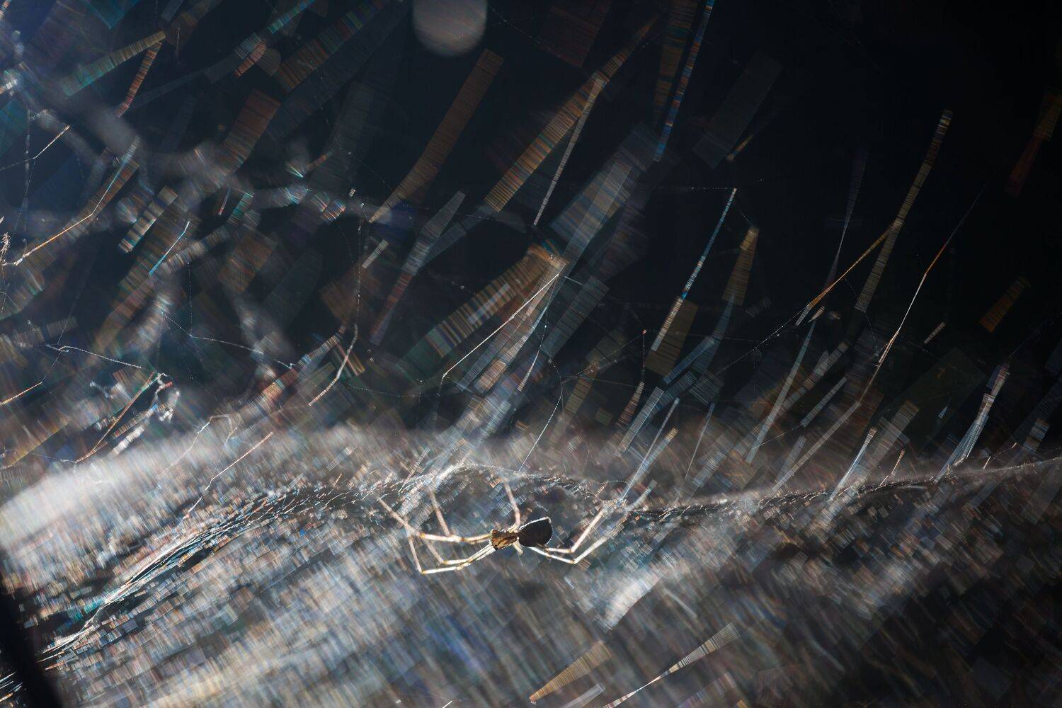 , Викулов Николай