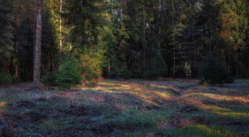 лес весна май вечер солнце ель ручей деревья Лесная жизнь фото превью