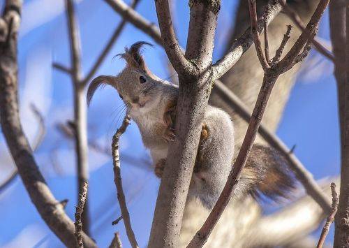 Вислоухая белка