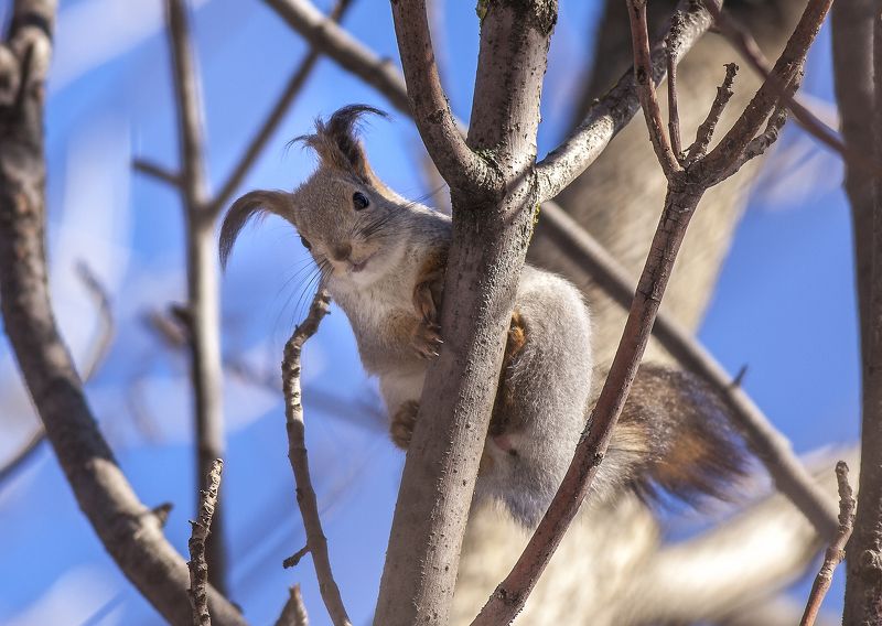 лесопарк, весна, март, вислоухая белка, животные, фотоохота Вислоухая белка фото превью