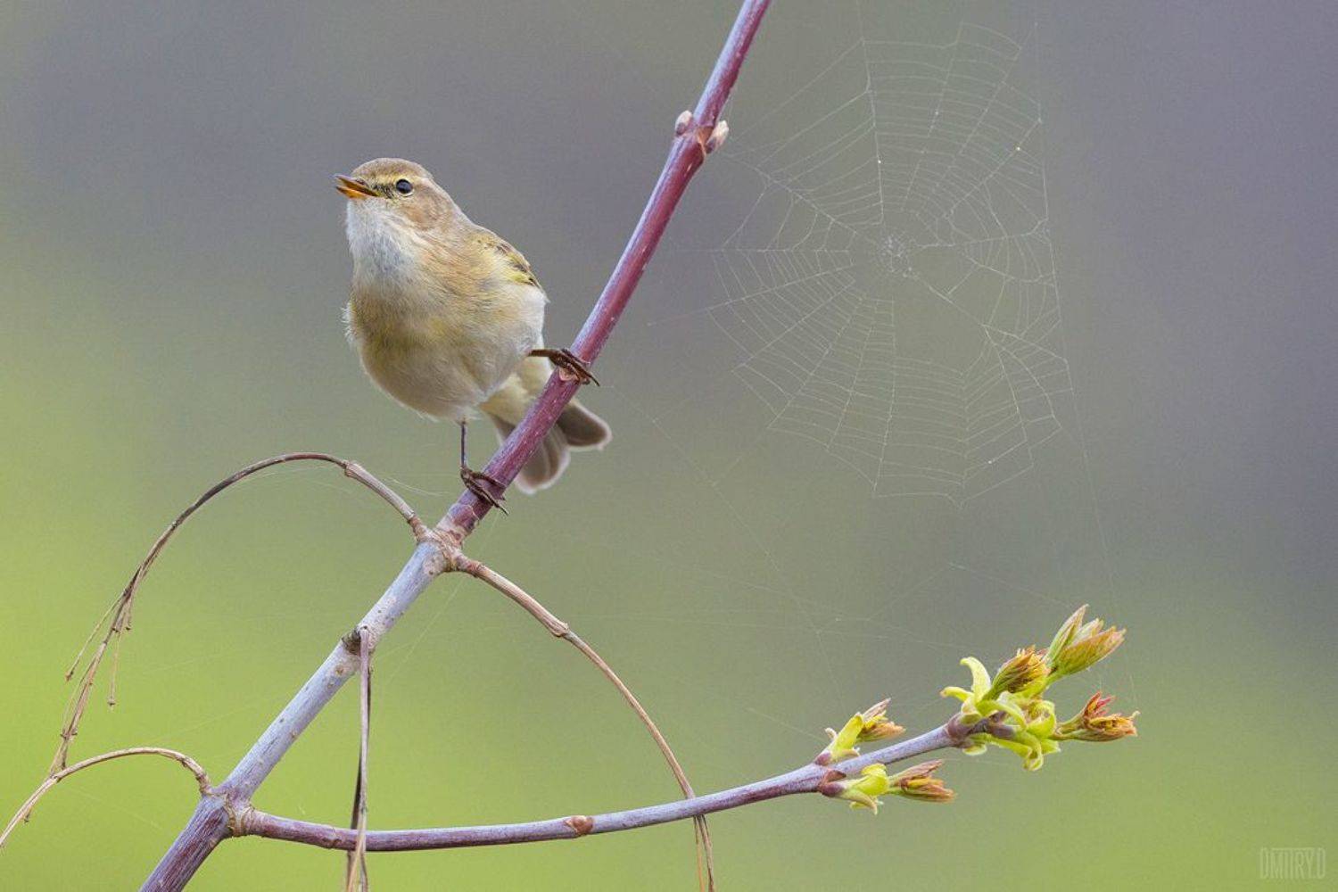 птица, пеночка, теньковка, весна,, Дмитрий Доронин