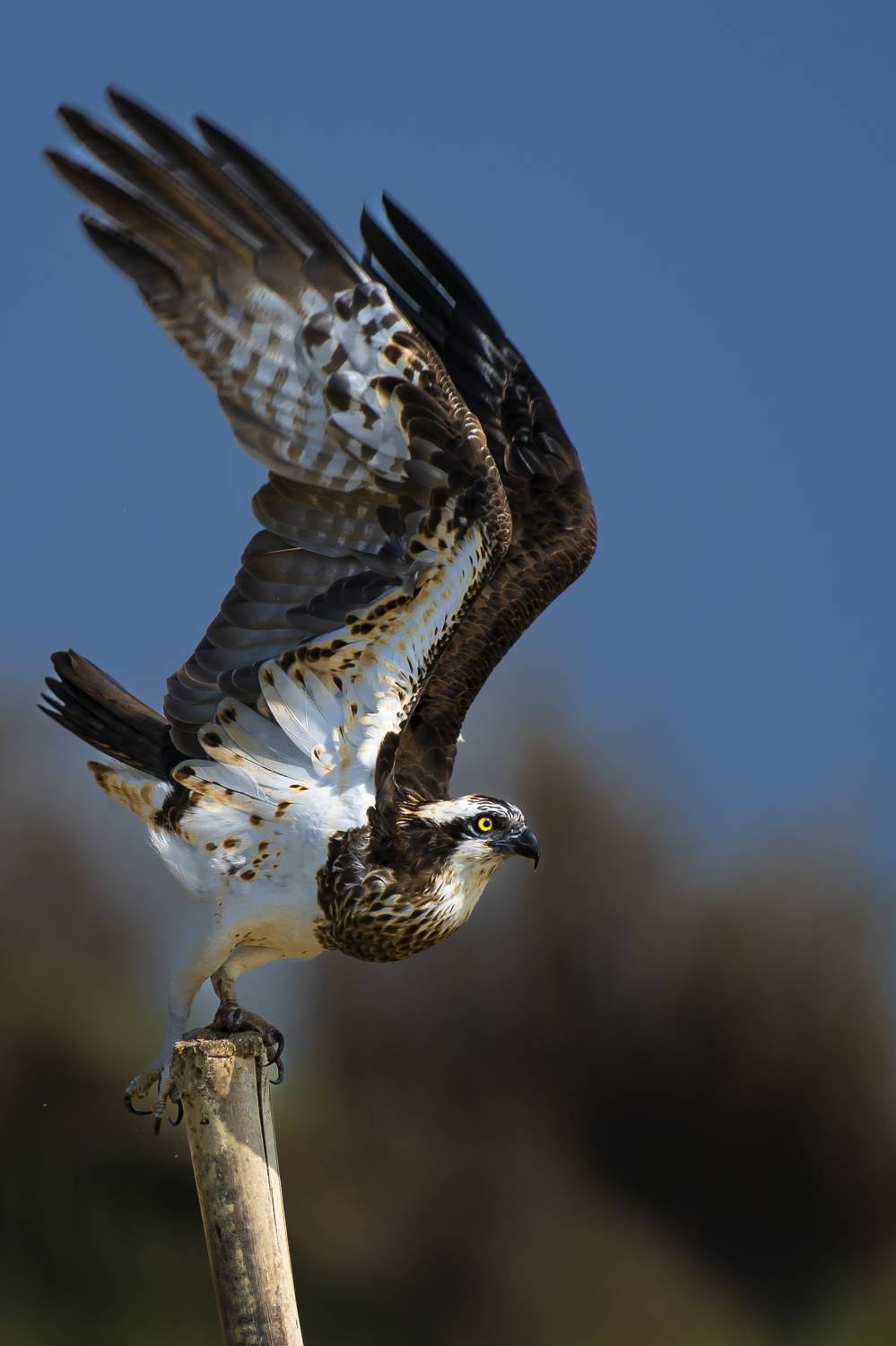 #birdphotography	 #birdsofinstagram	 #wildlifephotography	 #birds	 #naturephotography	 #bird	 #nature	 #wildlife	 #photography	 #birdwatching	 #natgeo	 #photooftheday	 #nikon	 #birding	 #naturelovers	 #canon	 #animals	 #birdlovers	 #travel	 #love	 #bestbi, Diganta Roy