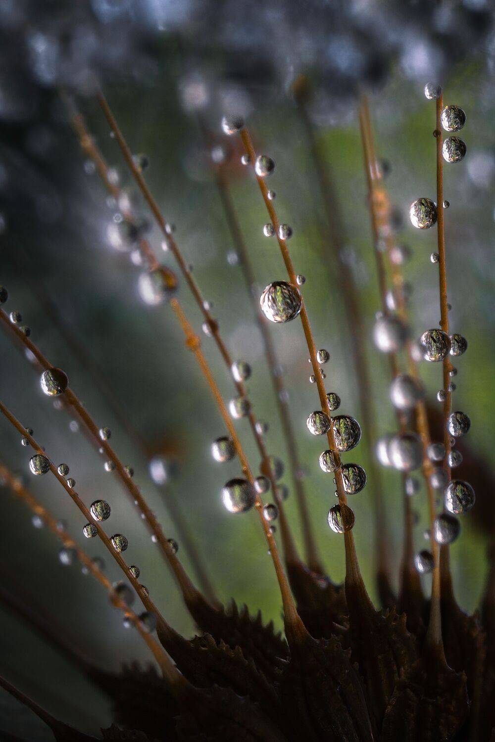одуванчик капли свет роса природа макрофотография микромиры, Еремеев Дмитрий