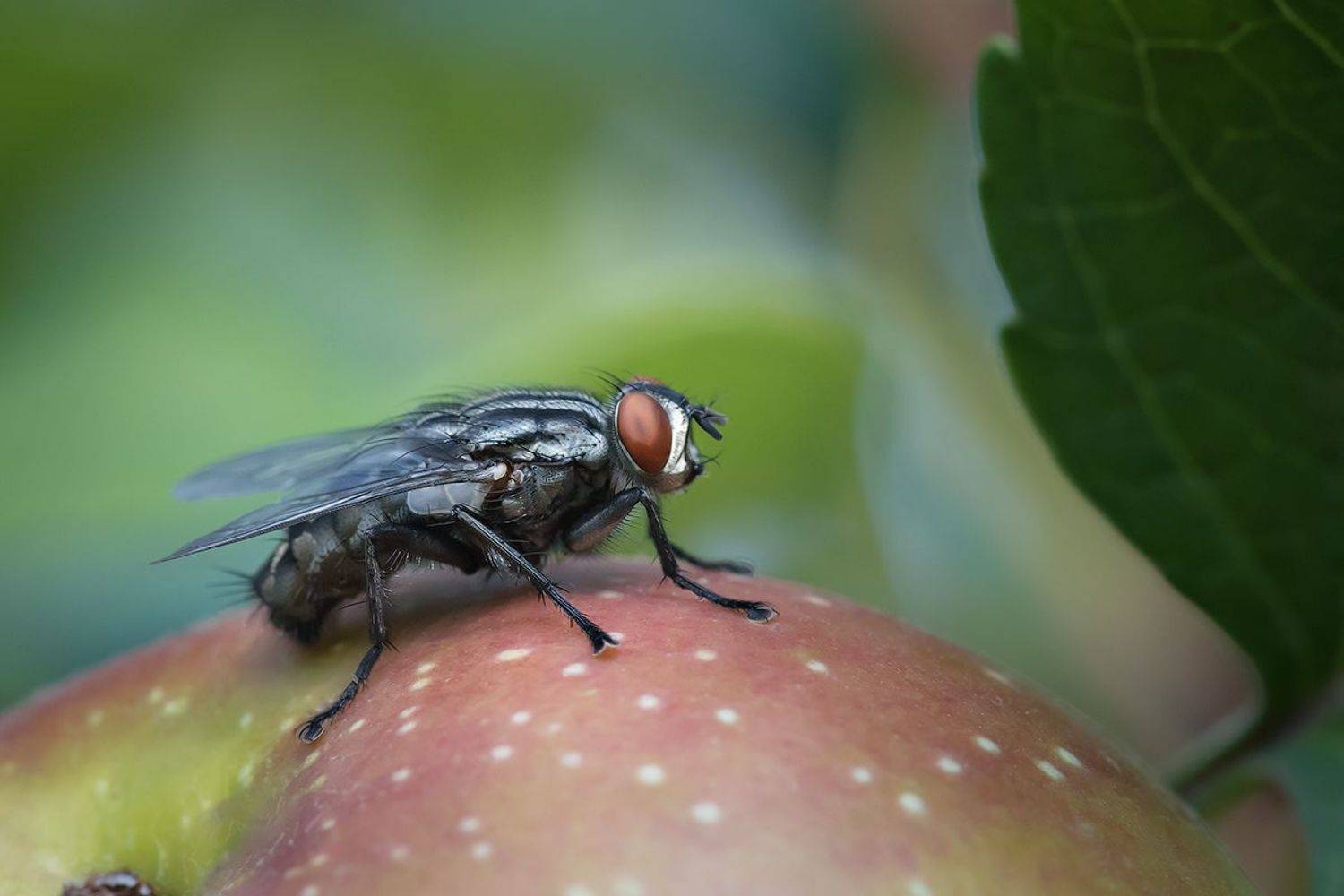 apple, macro, fly, макро, муха, яблоко, Хилько Марина