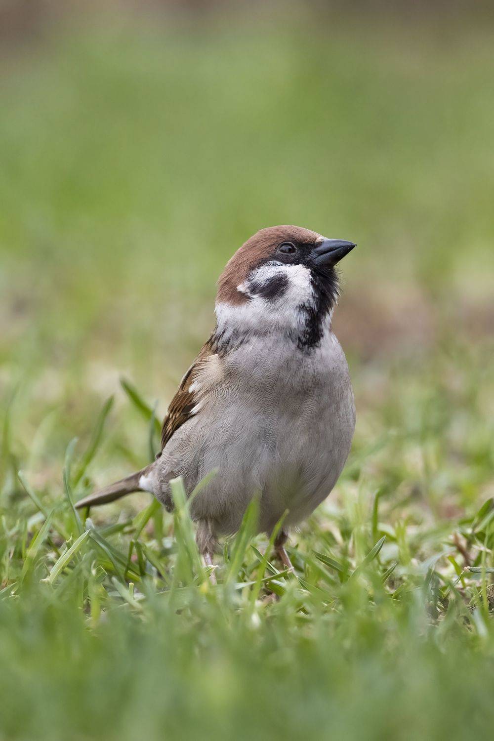 Воробей, Пономарев Илья