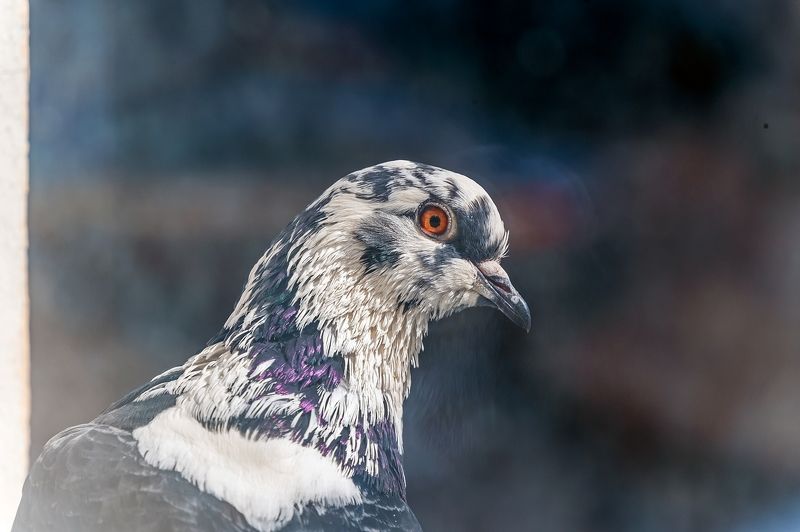 За стеклом фото превью