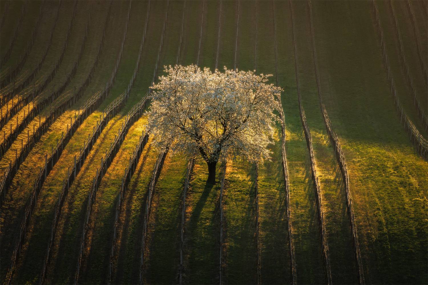 моравия, чехия, moravia, czech, czech, моравия, южная моравия, south moravia, Юрий (Phototours.pro) Шевченко