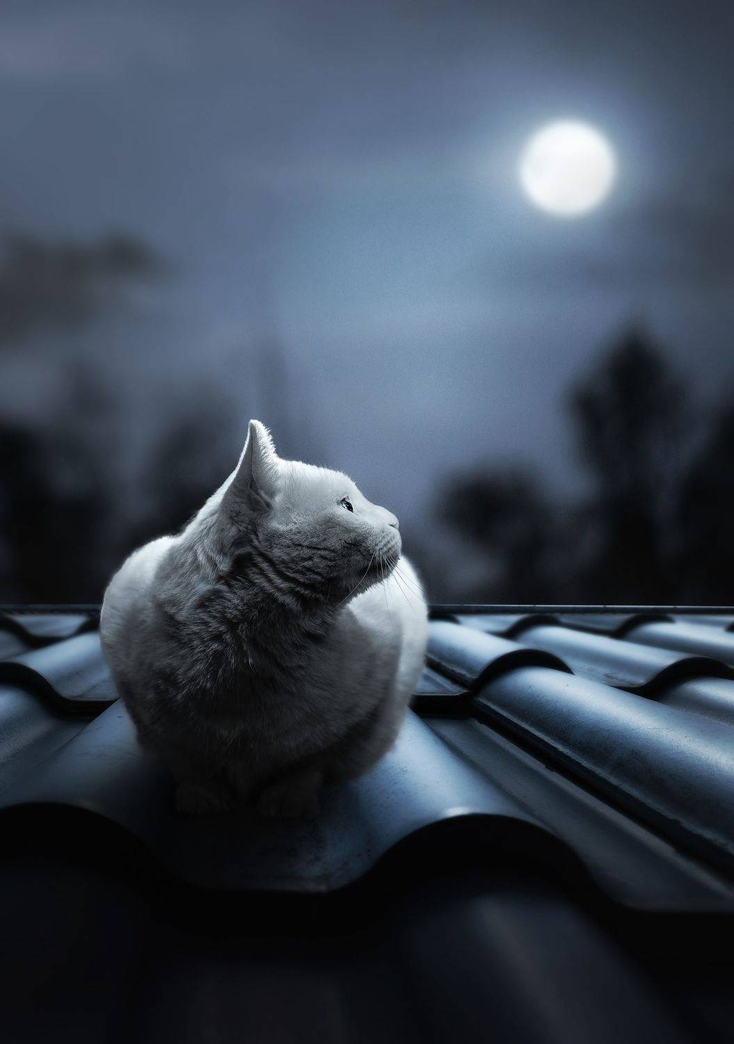 猫 宠物 动物 夜晚, 宠物摄影师狗哥