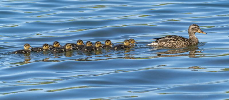 кисловодск, весна, птицы, кряква, утка, утята Кряква с утятами фото превью