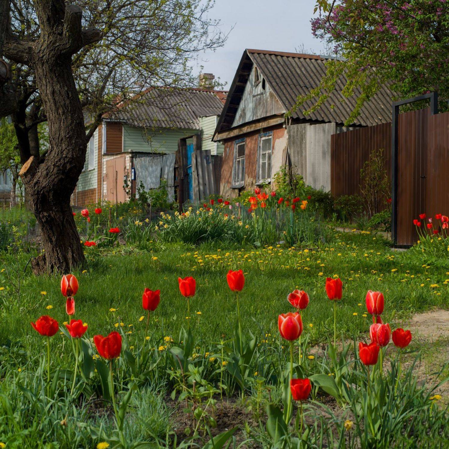 тюльпаны, домик, Цыхра