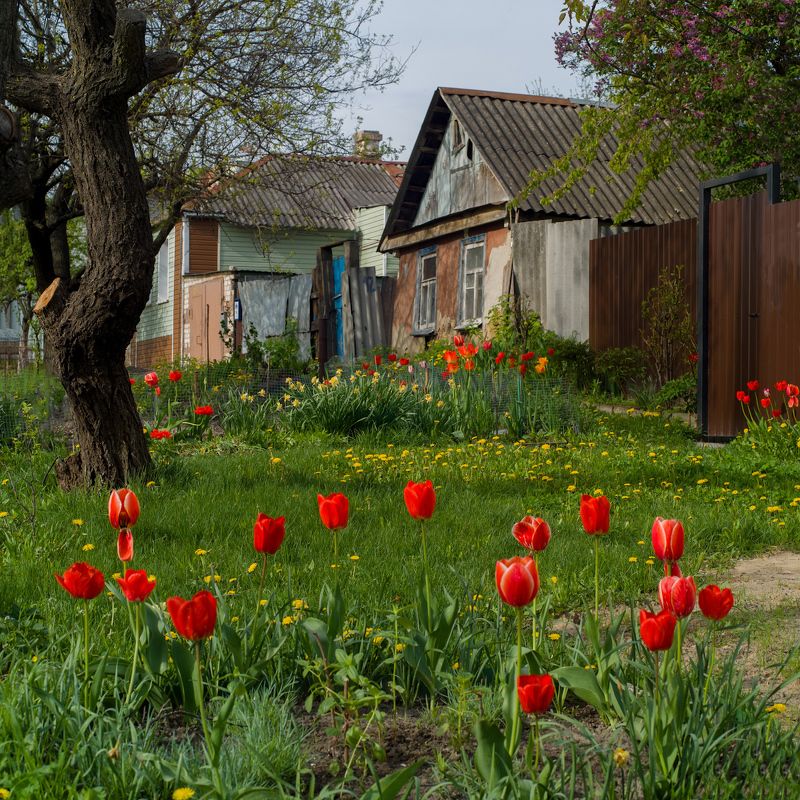 тюльпаны, домик Весенний уют фото превью