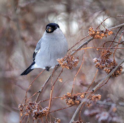 снегирь серый.