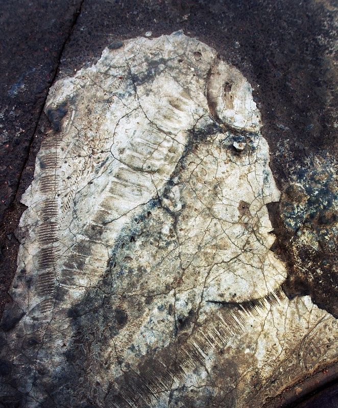 pareidolia Парейдолия (дорожная разметка) фото превью