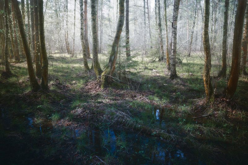лес, весна, деревья, пейзаж, свет В весеннем лесу фото превью