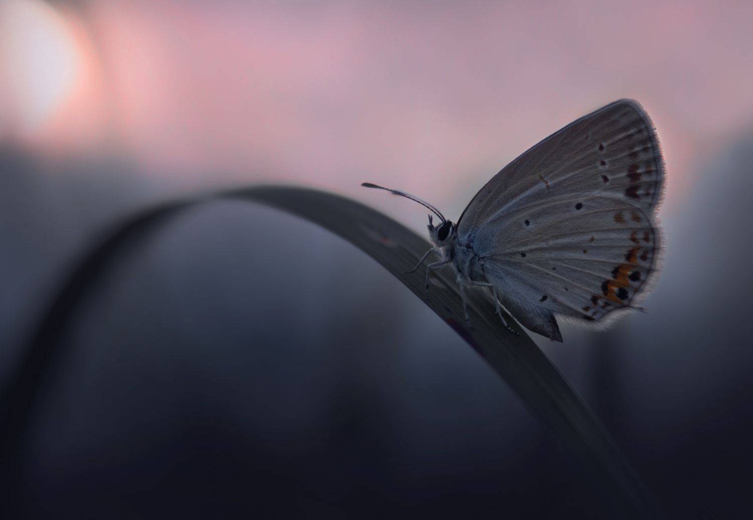 , Баранов Олег