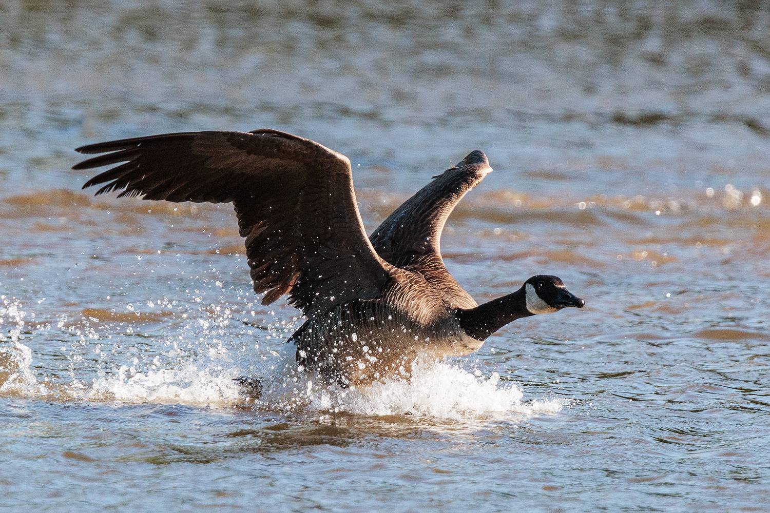 , Леонид Дьяченко