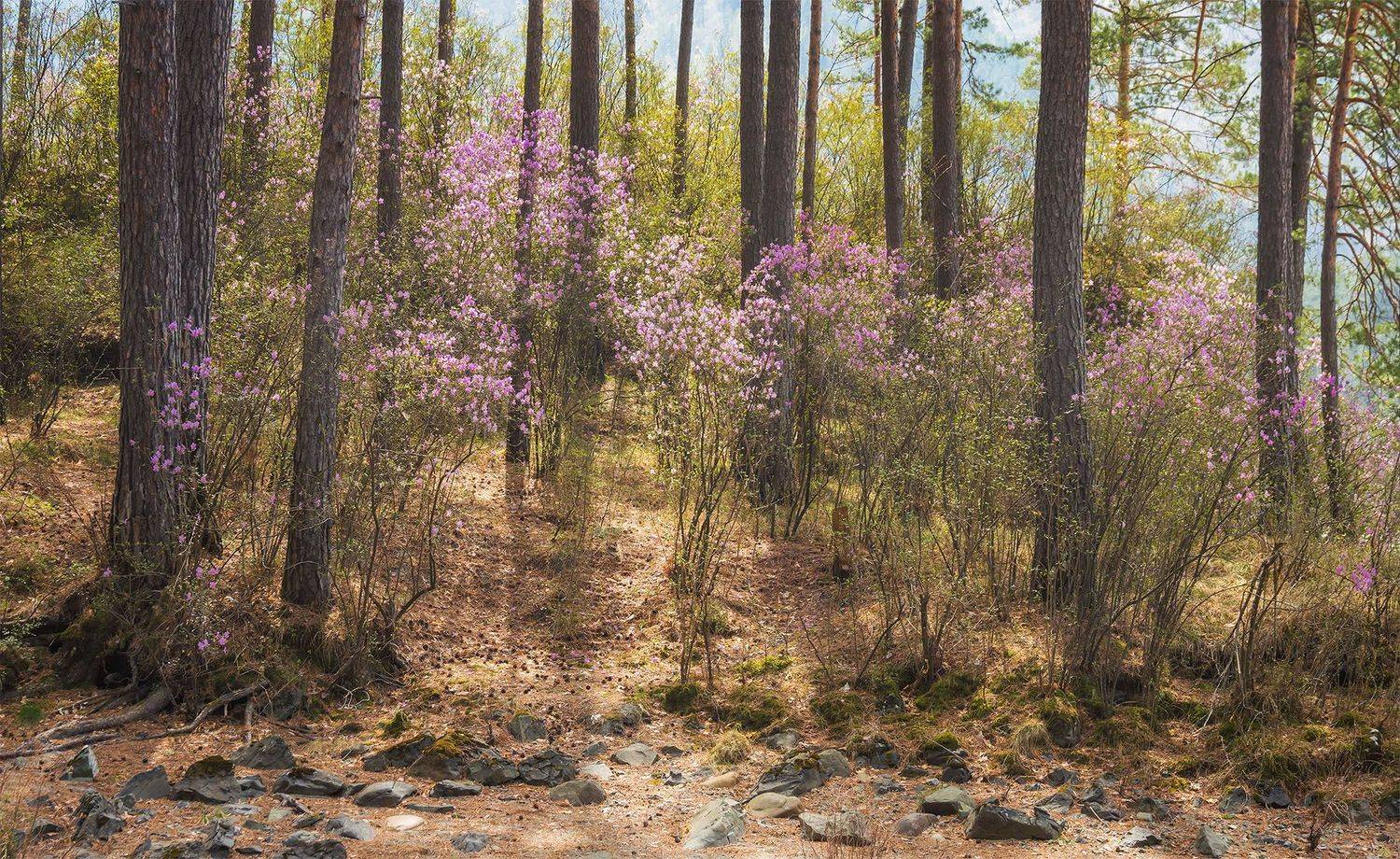 , Лещёнок Александр