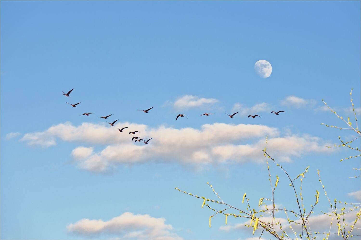 , Анатолий Гулин