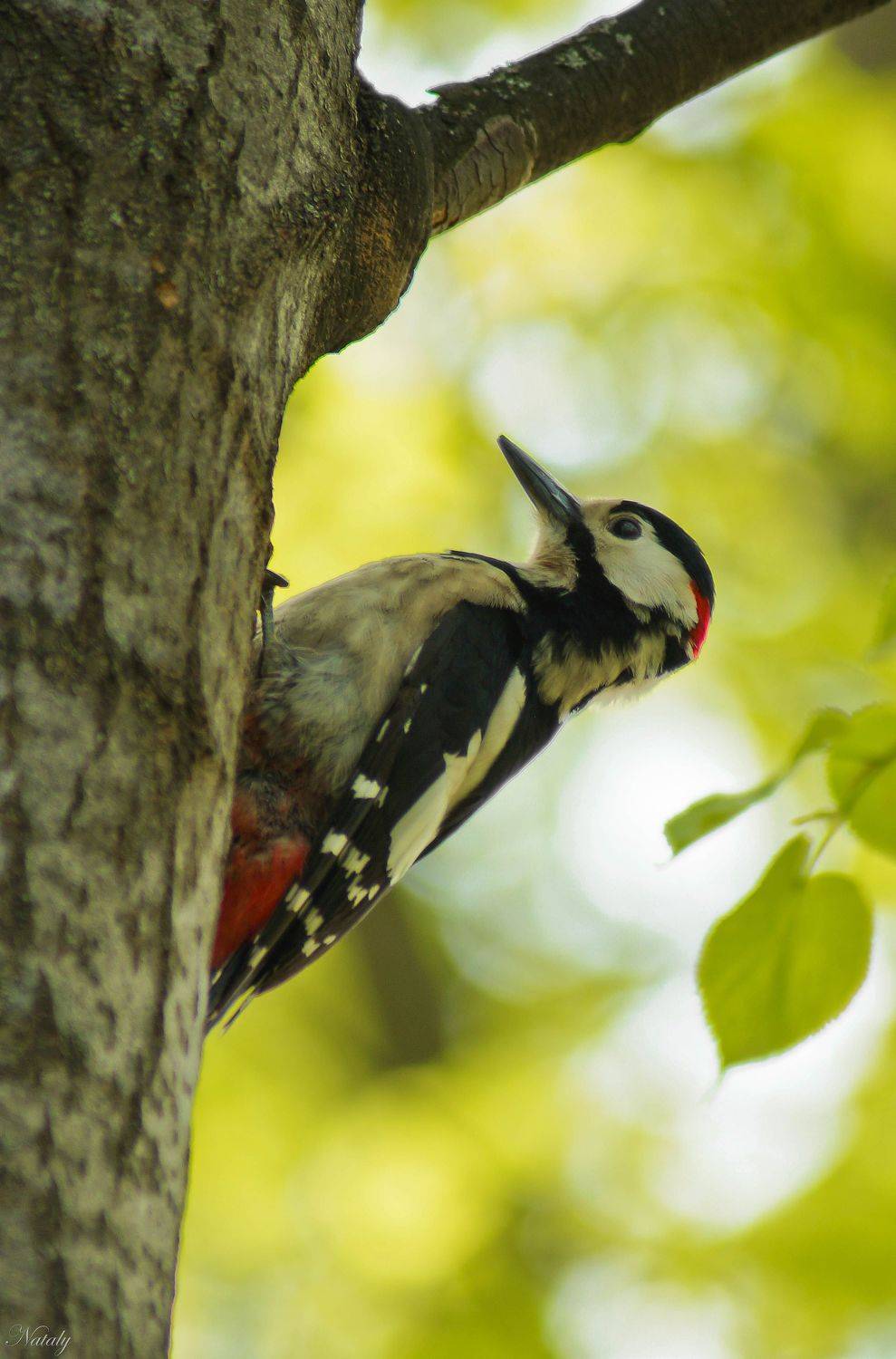 , Екимова Наталья