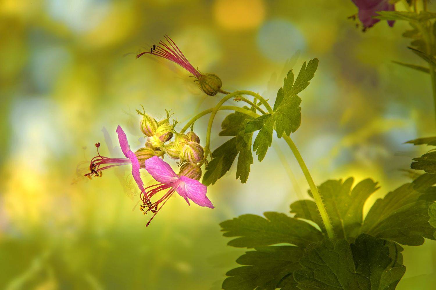close-up, color, colors, color image, flower, flowers, geranium, green, macro, nature, photograph, photography, pink, plant, plants, portrait, spring, springtime,, Dr Didi Baev