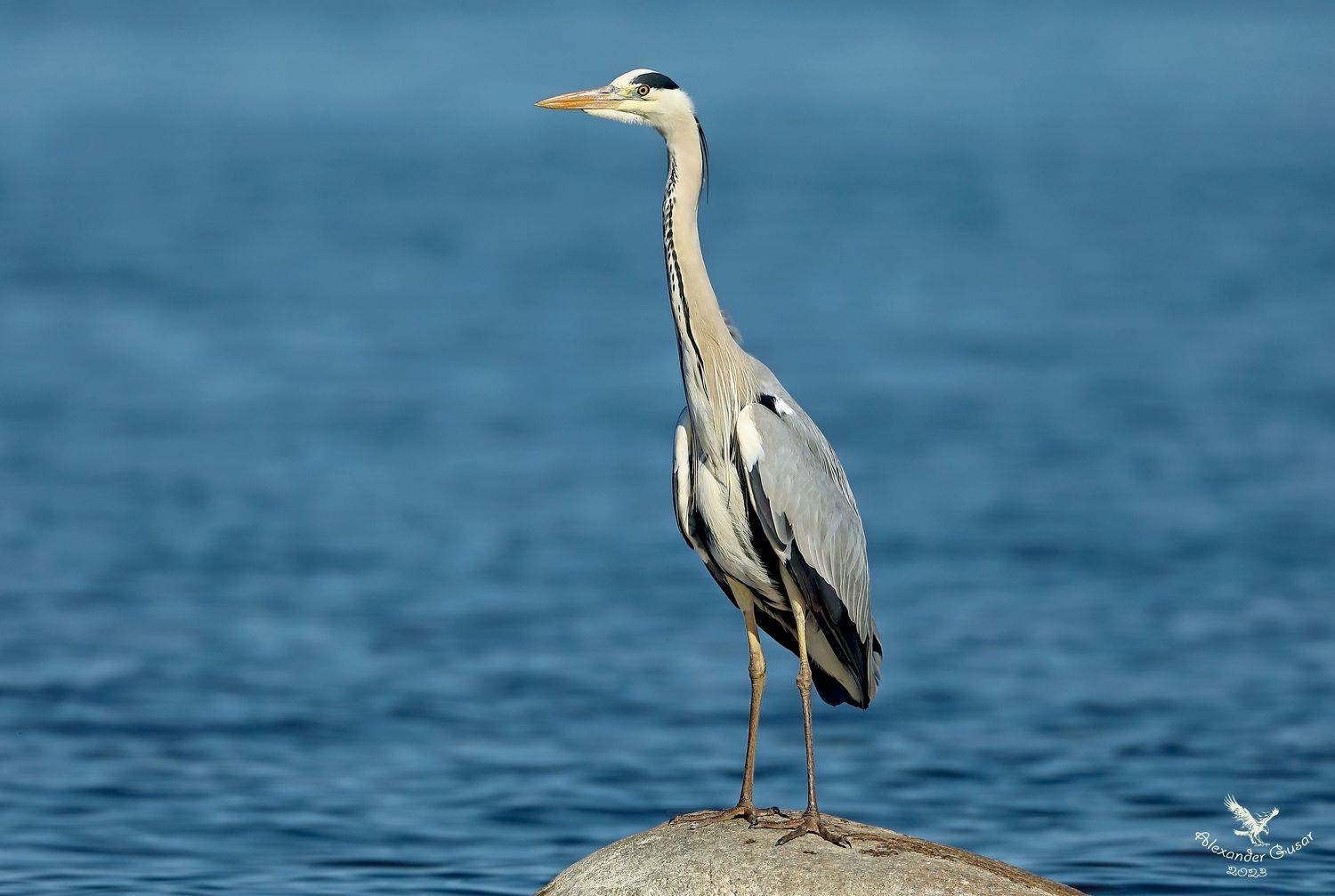 , Гусар Александр