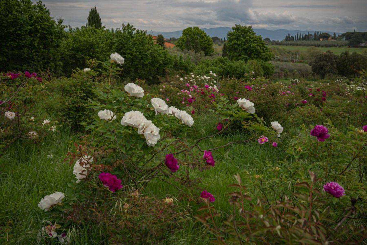 , Максимова Дария