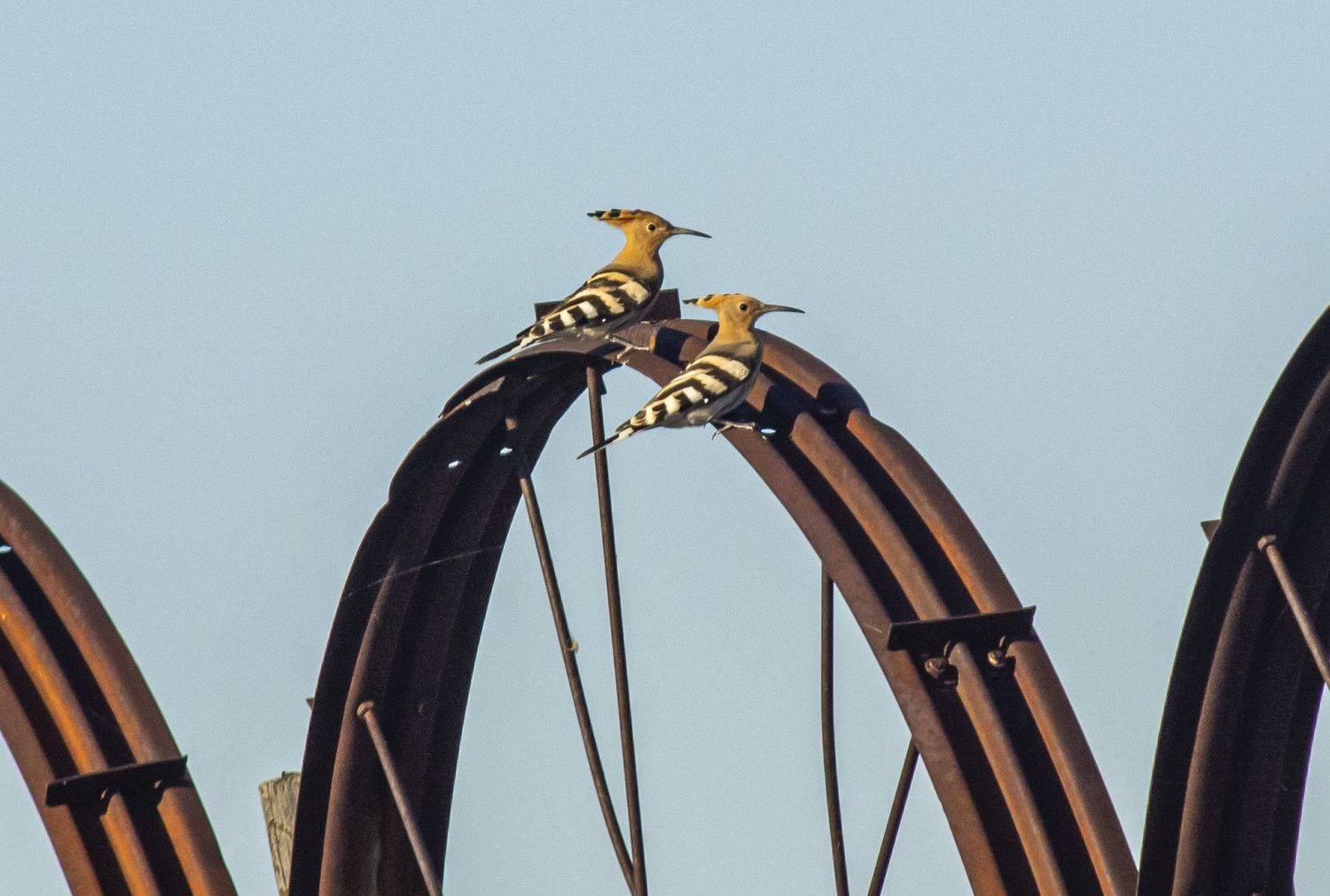 калмыкия. птицы. удод, Савчук Сергей