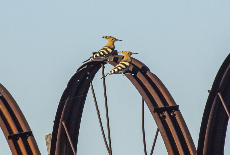 калмыкия. птицы. удод Удоды фото превью