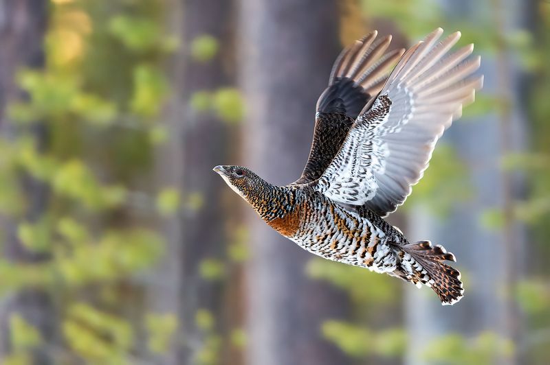 Полет глухарки. фото превью