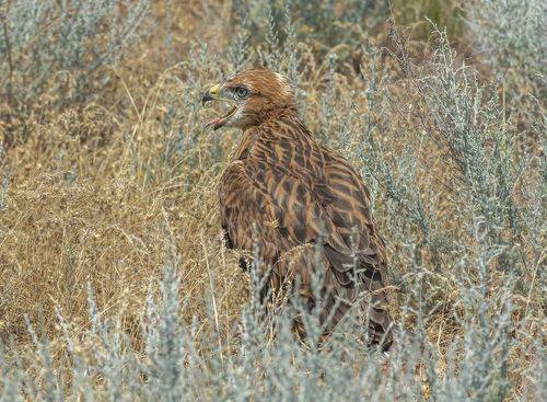 Подросток курганника