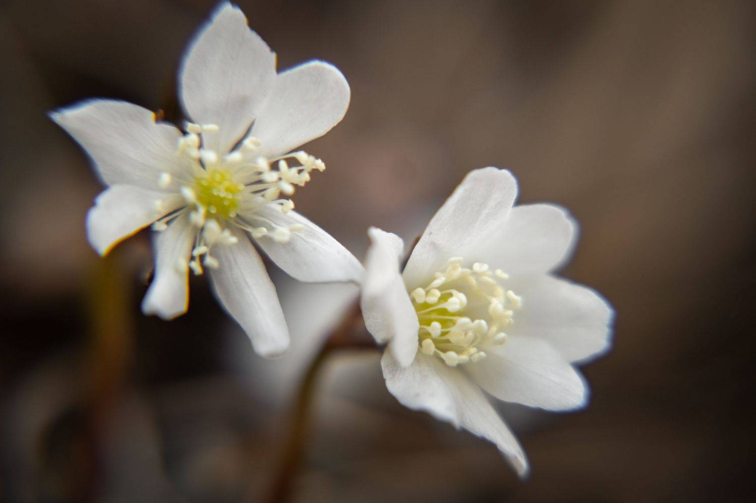 Весна цветы ветреница, Наталья Королева