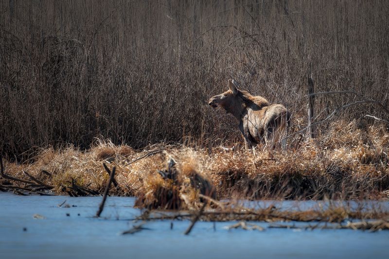 Лосяш фото превью