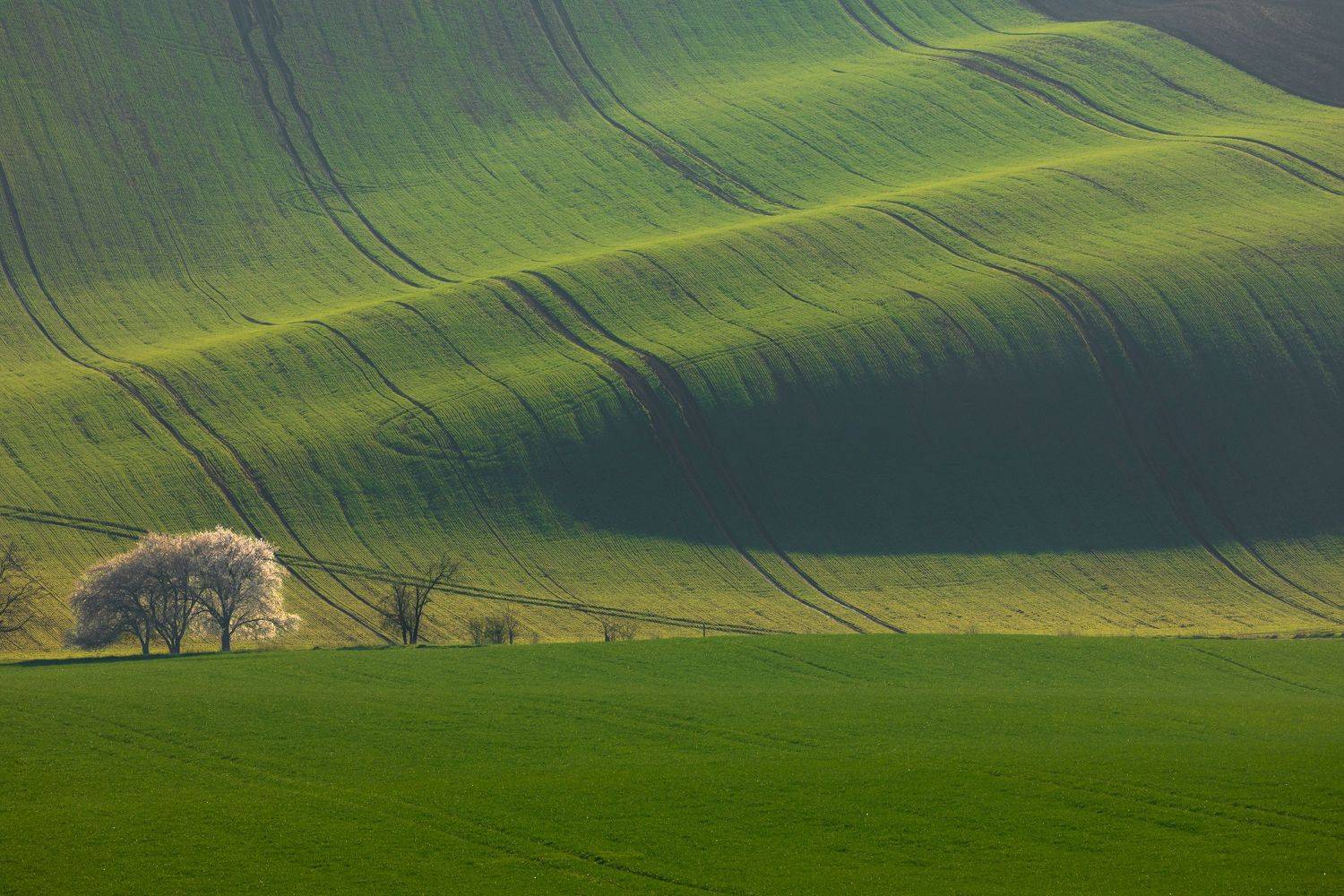 , Евгения Чех