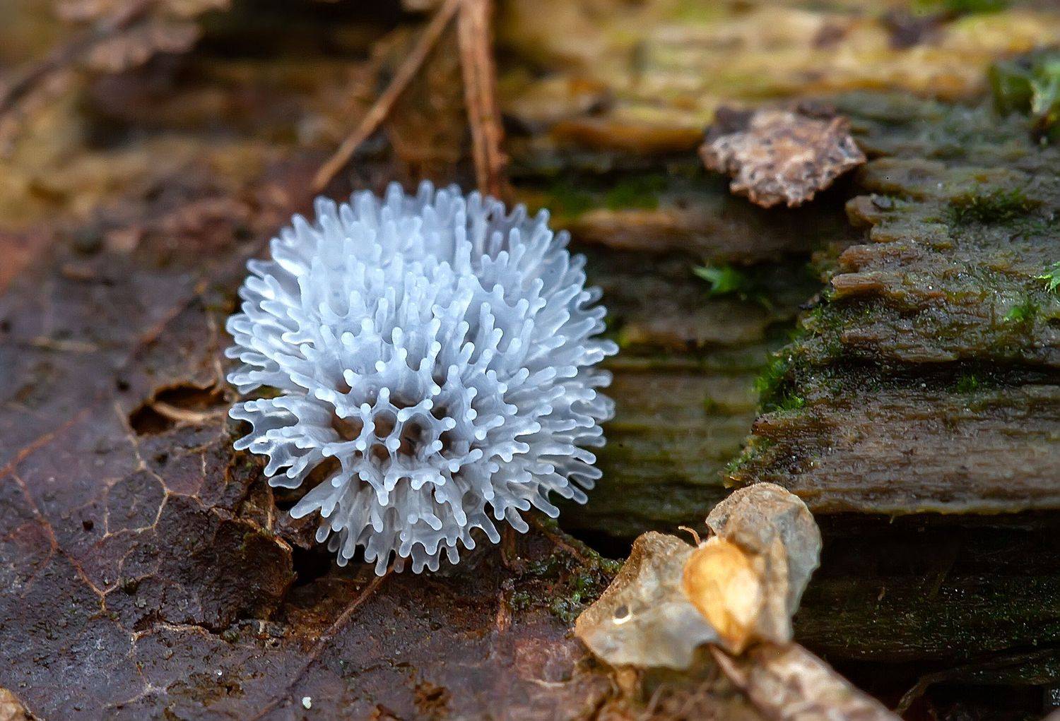 мкисомицеты, ceratiomyxa fruticulosa, лес, опавшие листья, разлагающаяся древесина, Широких Александр