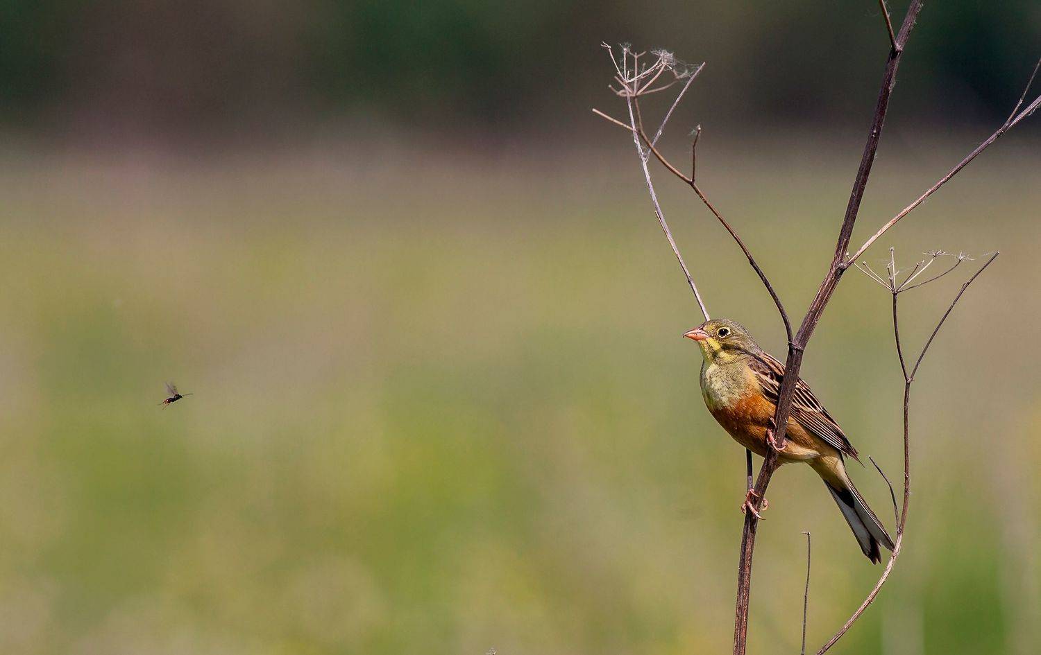 муха, овсянка, поле, охота, птицы, Широких Александр