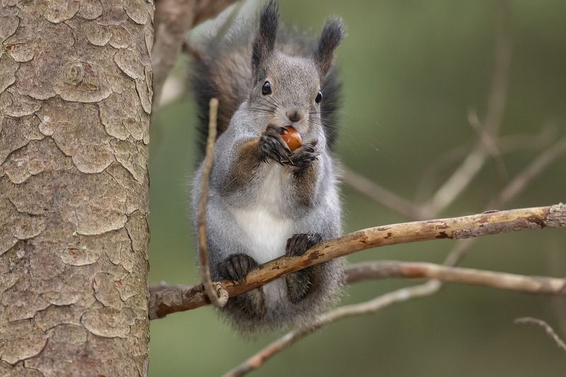 ... и орешки всё грызёт фото превью