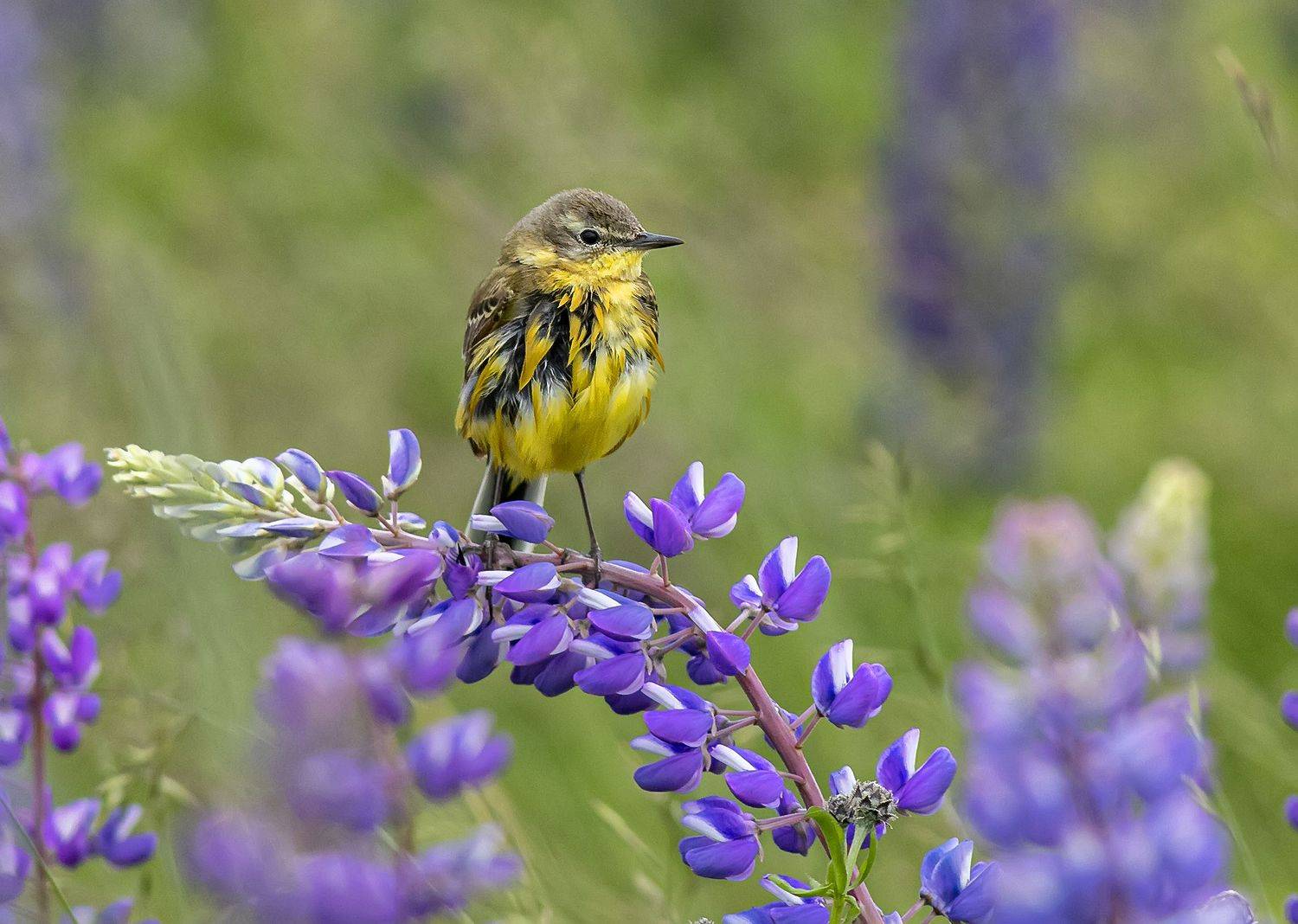 жёлтая трясогузка, птицы, поле, после дождя, Широких Александр