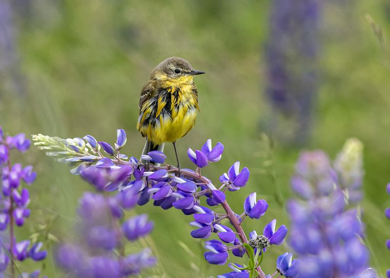 Пернатый хиппи фото превью