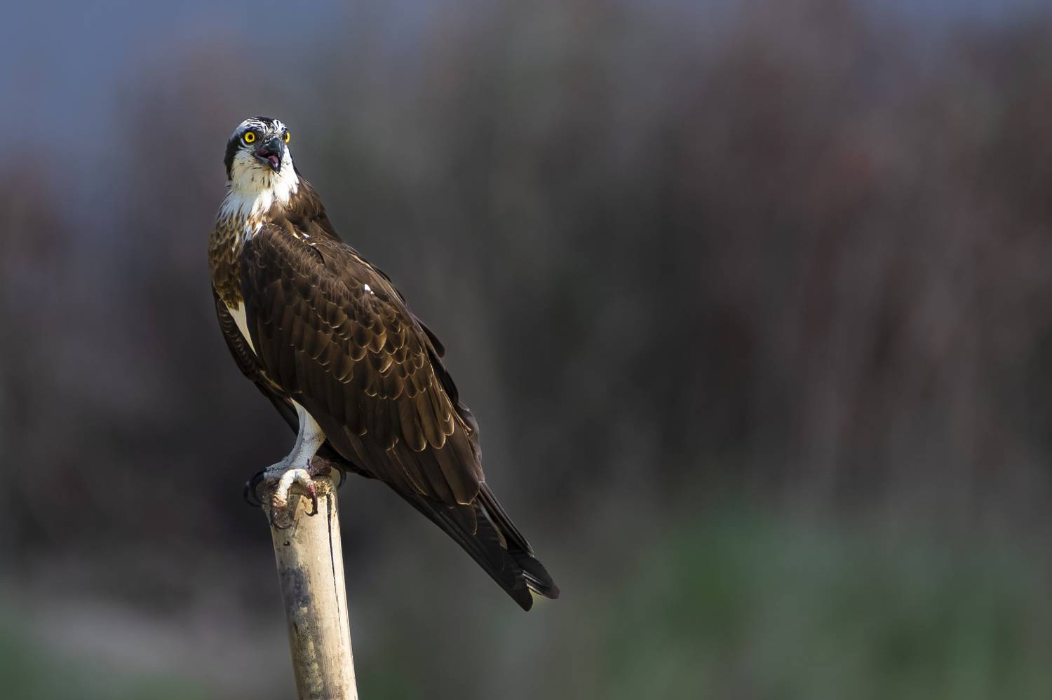 #birdphotography	 #birdsofinstagram	 #wildlifephotography	 #birds	 #naturephotography	 #bird	 #nature	 #wildlife	 #photography	 #birdwatching	 #natgeo	 #photooftheday	 #nikon	 #birding	 #naturelovers	 #canon	 #animals	 #birdlovers	 #travel	 #love	 #bestbi, Diganta Roy