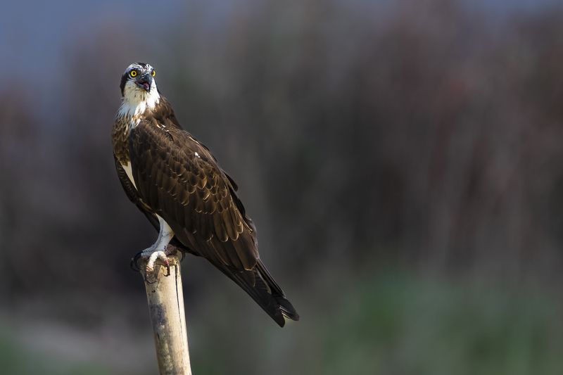 #birdphotography	 #birdsofinstagram	 #wildlifephotography	 #birds	 #naturephotography	 #bird	 #nature	 #wildlife	 #photography	 #birdwatching	 #natgeo	 #photooftheday	 #nikon	 #birding	 #naturelovers	 #canon	 #animals	 #birdlovers	 #travel	 #love	 #bestbi  фото превью