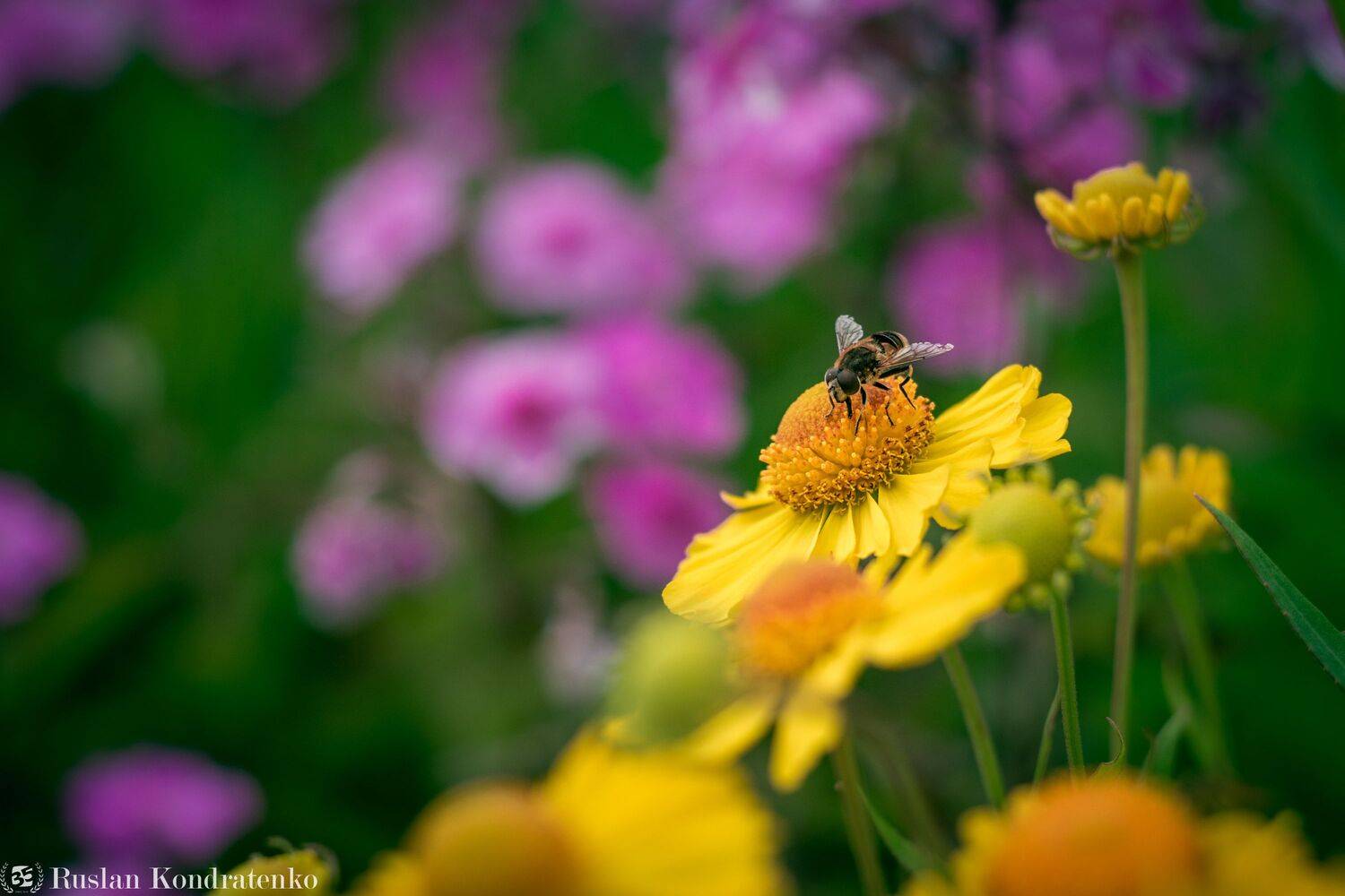 пчела, цветы, Руслан Кондратенко