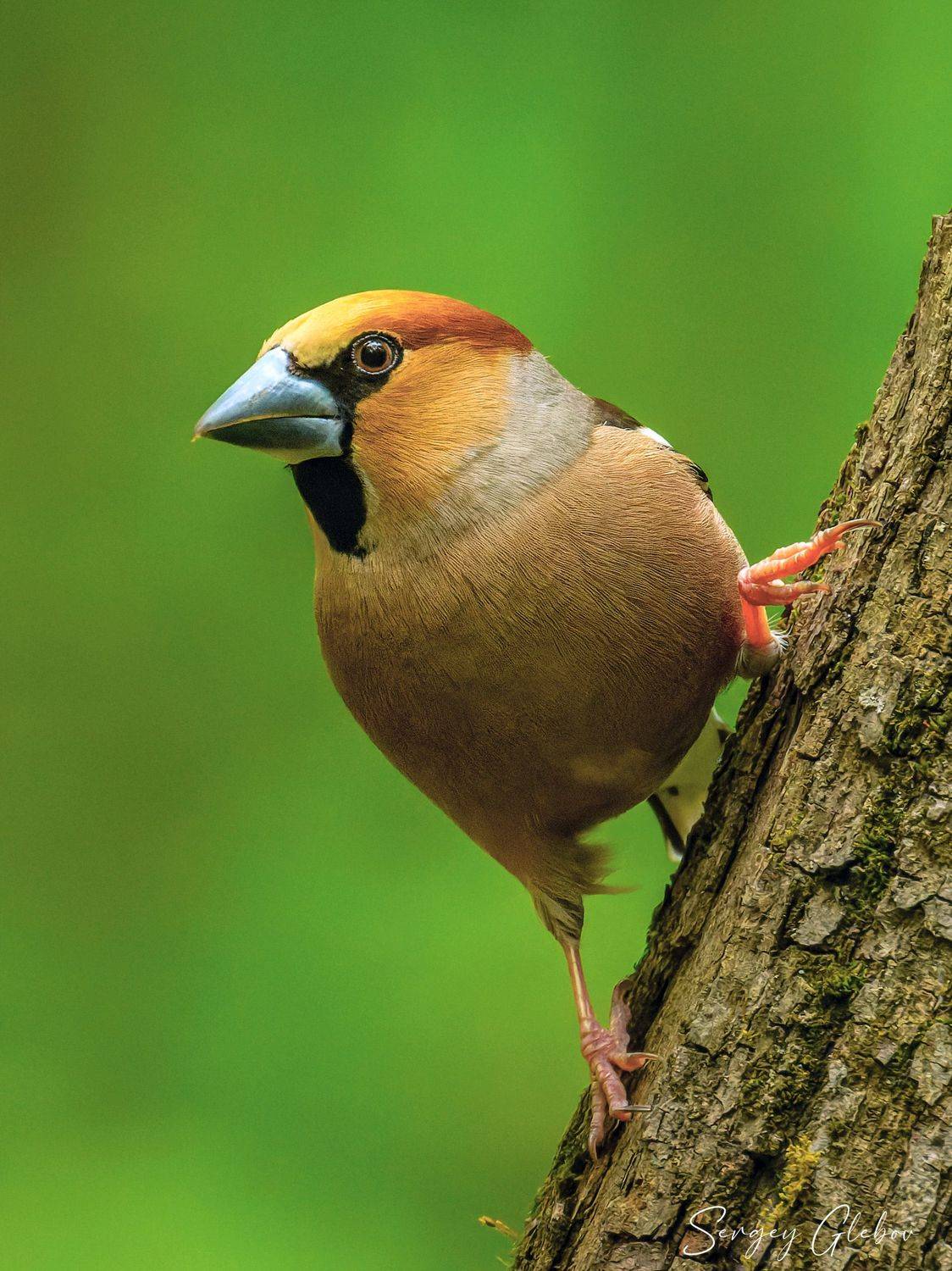 дубонос, птицы, пернатые, Сергей Глебов