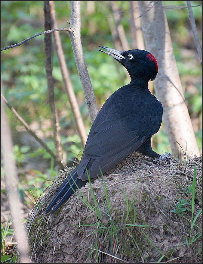москва, апрель, парк, птица, дятел, АНАТОЛИЙ ДОВЫДЕНКО
