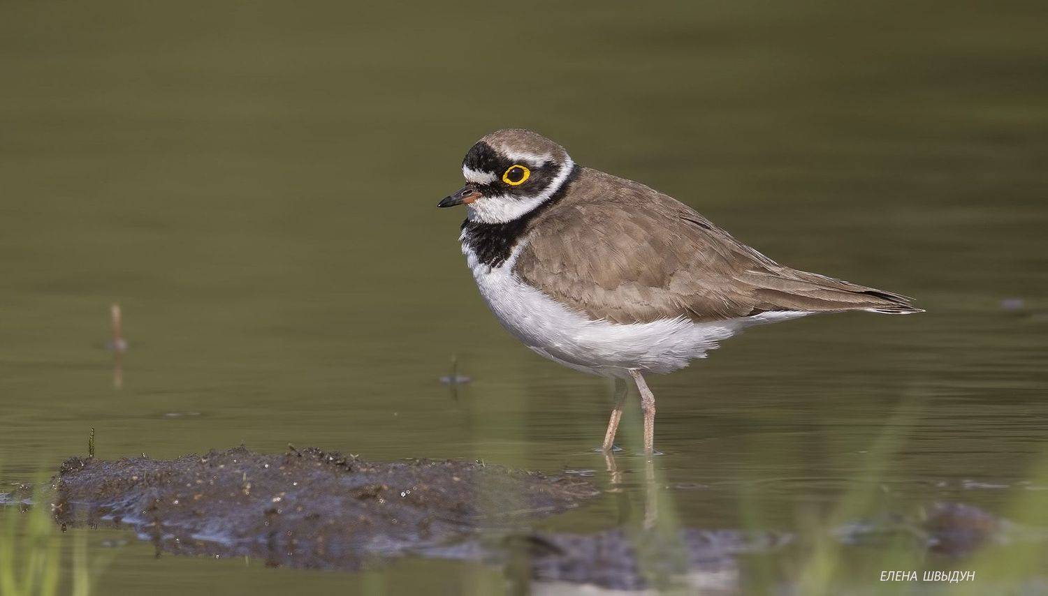 bird of prey, animal, birds, bird,  animal wildlife,  nature,  animals in the wild, little ringed plover, малый зуёк, птицы, птица, Елена Швыдун