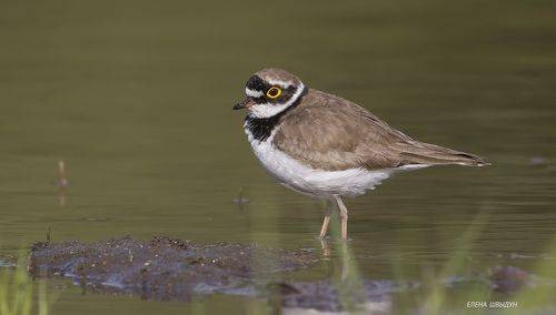 Little ringed plover