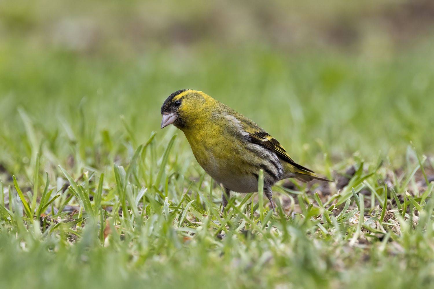 Чиж, Пономарев Илья