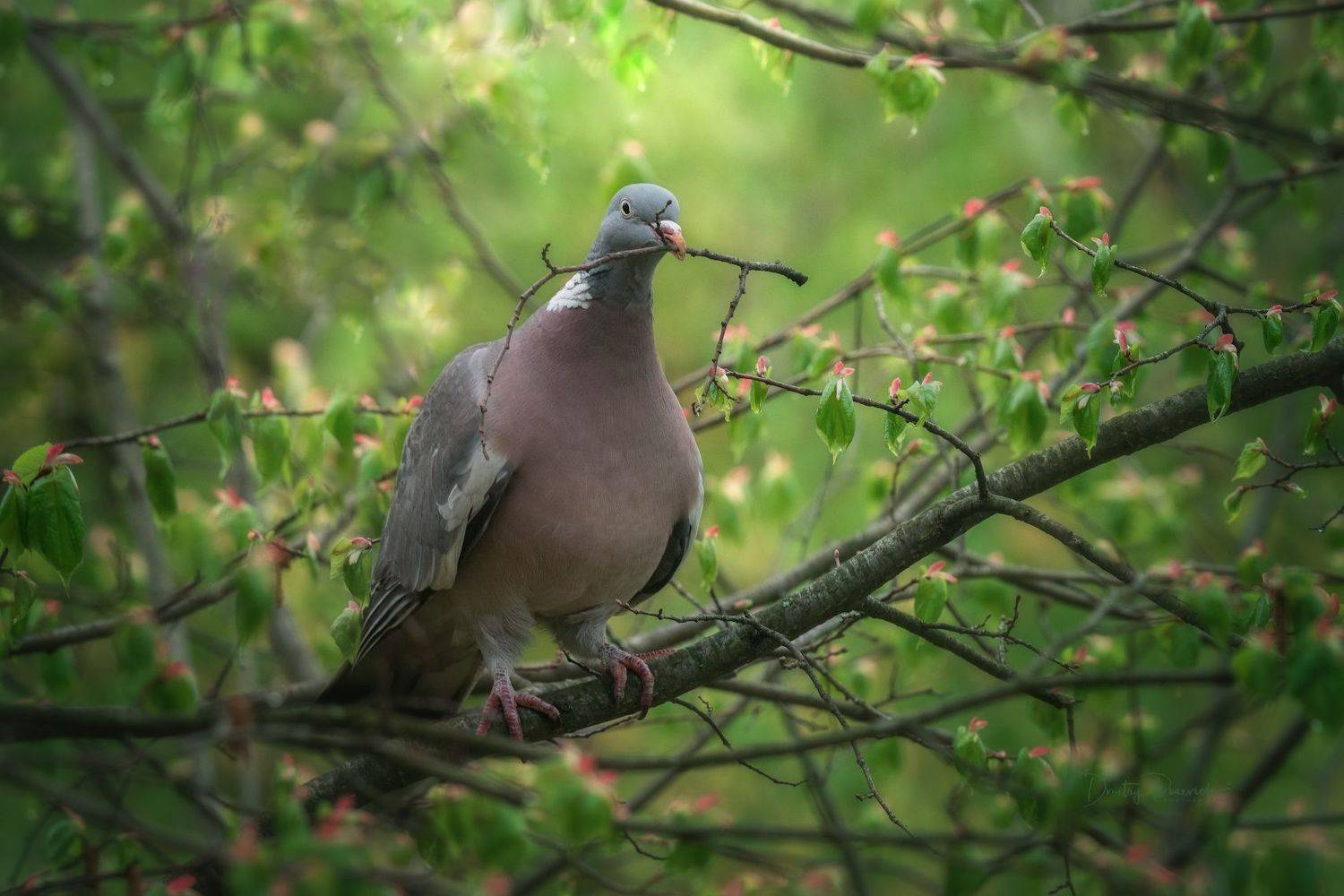 природа, лес, поля, огороды, животные, птицы, макро, Посевич Дмитрий