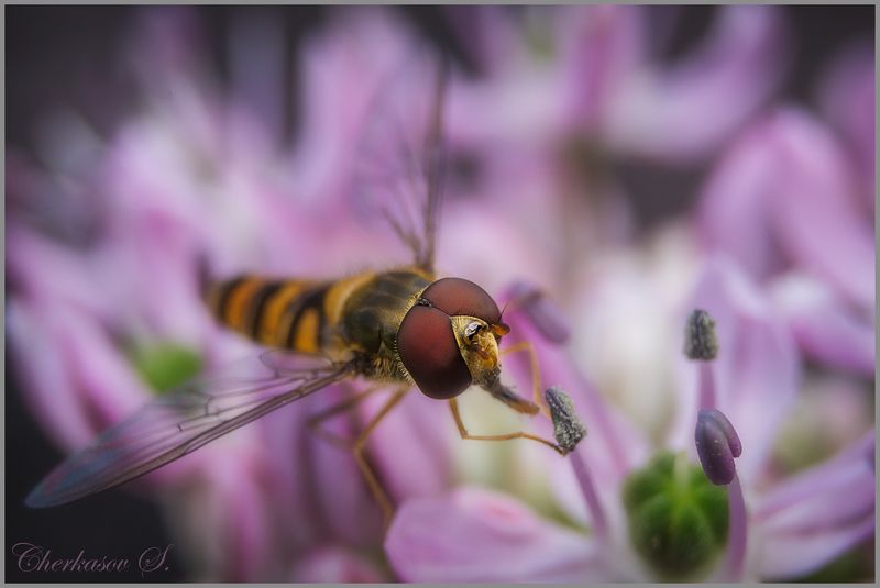 Журчалка фото превью