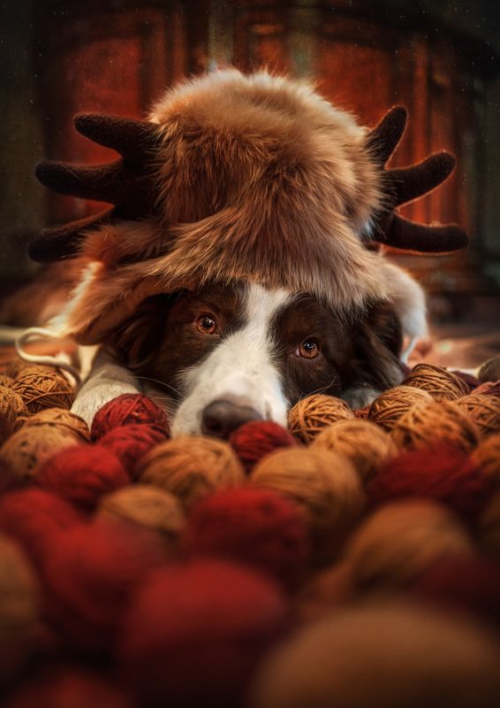 狗 动物 宠物 look you фото превью